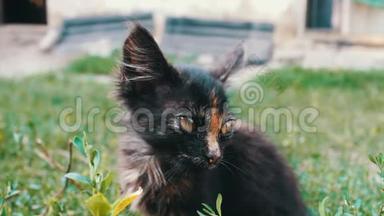 草地上一只<strong>黑</strong>红色三色小猫的嘴，近景